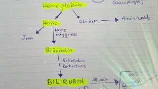 Bilirubin metabolism [upl. by Jeff]