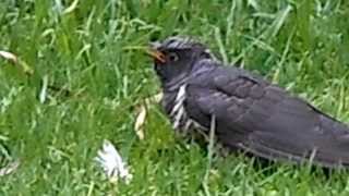 Cape Wagtail feeding CUCKOO chick [upl. by Tsyhtema]