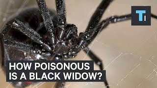 How poisonous is a black widow [upl. by Tesler]