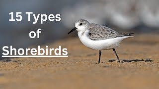 15 Types of Sea  Shore Birds  Birds Living Near Sea Shorebirds [upl. by Hummel847]