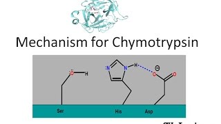 Mechanism of Chymotrypsin [upl. by Mellen551]