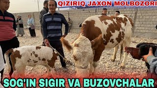 SOGIN SIGIRLAR GUNAJINLAR BUZOVCHALAR NARXLARI QIZIRIQ JAXON MOLBOZORI [upl. by Kittie]