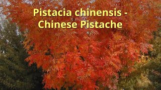 Pistacia chinensis Growing Guide by GardenersHQ [upl. by Ppilihp]