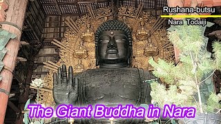 Giant Buddha statue Daibutsu Todaiji Temple Nara Japan [upl. by Nanoc]