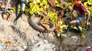 পুকুর সেচে এত বড় কুচিয়া ধরা জীবনে দেখিনিCuchia the younger son caught fish [upl. by Niko]