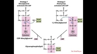 Biosintesi di Trigliceridi Fosfolipidi e Gliceroneogenesi [upl. by Arbmat]