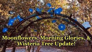 Growing Moonflowers amp Morning Glories from Seed AND Wisteria Tree Update  Bonus Planter Idea [upl. by Sonnie]