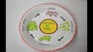 Life cycle of Frog  Model of Life cycle of FROG  Easy Model  Science Model [upl. by Ecyor89]