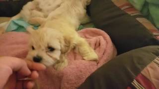 5 week old maltipoo puppies [upl. by Pollard]