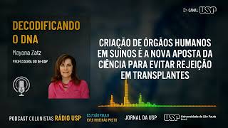 Criação de órgãos humanos em suínos é a nova aposta da ciência para evitar rejeição em transplantes [upl. by Zena46]