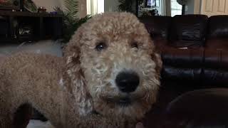 Barking dog goldendoodle [upl. by Krock]