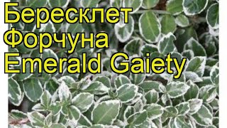 Бересклет форчуна Эмеральд Гаети Краткий обзор описание euonymus fortunei Emerald Gaiety [upl. by Sieber]