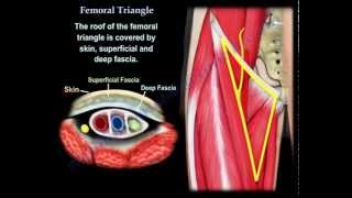 Femoral Triangle  Everything You Need To Know  Dr Nabil Ebraheim [upl. by Elora]