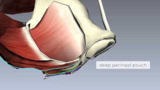 Pelvic Floor Part 2  Perineal Membrane and Deep Perineal Pouch  3D Anatomy Tutorial [upl. by Hsan267]