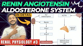 renin angiotensin aldosterone system renal physiology  renin pathway physiology  RAAS physiology [upl. by Iorgo]