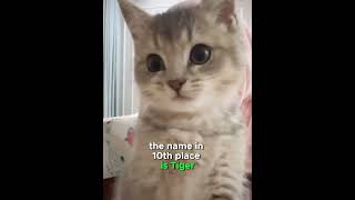 Do you know the most popular cat names cat kittenslovers kitten catlover [upl. by Phemia]