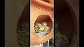 A cute yellow pied budgie family 💛budgie bird love reels insta viral like viral trend [upl. by Mac773]