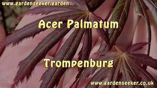 Acer Palmatum Trompenburg [upl. by Ambrose]