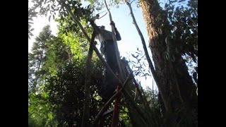 Pollarding Eucalyptus trees in late Winter [upl. by Den]