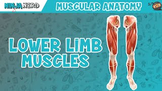 Muscles of the Lower Limb  Anatomy Model [upl. by Anifesoj446]