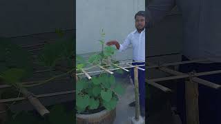 rosebush garden roseflower plants viralvideoシ growroseincinder farming roseplantgrowth [upl. by Awad]