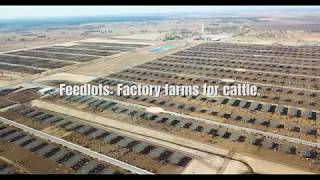 Grassdale Feedlot  Australias biggest feedlot [upl. by Meuser193]