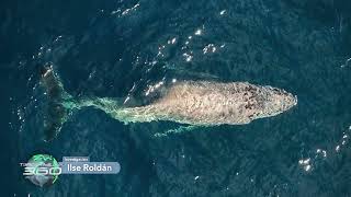 Ballena Jorobada con la columna fracturada vista en Baja California Sur [upl. by Leidba]