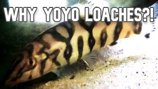 Get Yoyo Loaches 5 Reasons Why [upl. by Reinnej673]