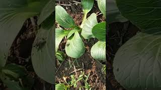 Bok choy on terrace garden [upl. by Nolita]