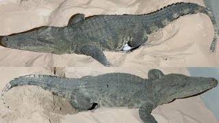 Two female crocodiles give birth at the same time [upl. by Bamby873]