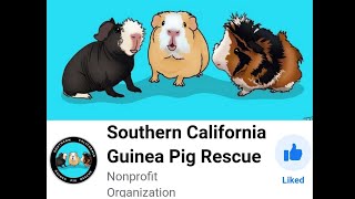 Southern California Guinea Pig Rescue  3 Piggies Saved [upl. by Vickie]