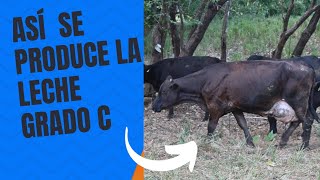 Como se Produce la Leche Grado C [upl. by Cordle]