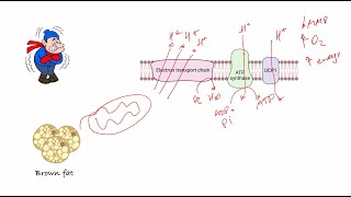 Video synopsis IF1 in brown fat and thermogenesis EMBO Journal [upl. by Enegue]