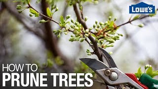 How to Prune Trees [upl. by Hermia]