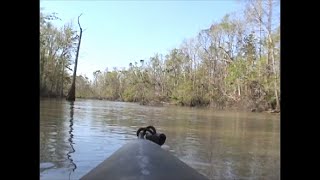 Ivorybilled Woodpecker Drifting through the 2006 Hot Zone [upl. by Therine]