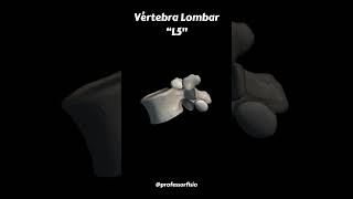 Vértebra Lombar  L5 [upl. by Frost517]