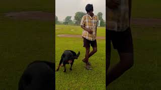 Chennai Rottweiler doglover bullykutta rottweilerlove pets trending viralvideo [upl. by Ruff563]