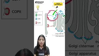 Types of coated vesicles Clathrin COPII and COPI shortvideo mitochondria shorts [upl. by Acinaj]