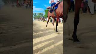 Jagraon mela 2024 jagraonhorsemela horse mela rewal chaal [upl. by Grussing]