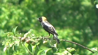 Bobolink quotIncredible footage of this uncommon bird singingquot [upl. by Haleemaj]