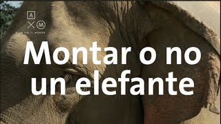 ¿Se debe montar a los elefantes [upl. by Ettenan]