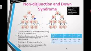 Nondisjunction and Down Syndrome 2016 IB Biology [upl. by Aderfla980]