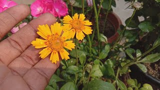 How to grow and care Coreopsis flower plant Hamesha Phool dene wala paudha [upl. by Becky]