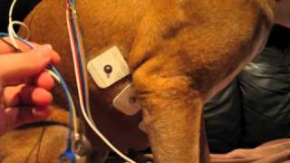 Attaching a holter monitor to a dog [upl. by Littell]