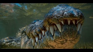 Crocodile Documentary  King of the River  Wild Planet [upl. by Klement]