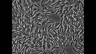 Motions of Swarming E coli Bacteria [upl. by Allez]