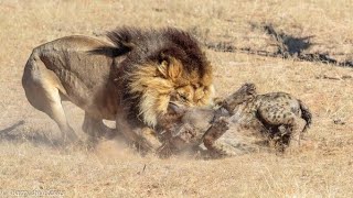 TERRITORIO DE LEONES Documental en español [upl. by Romeyn]