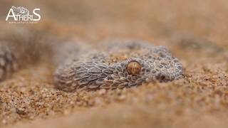 Cerastes vipera saharan sand viper vipère des sables maroc 2017 Atheris [upl. by Nudnarb]