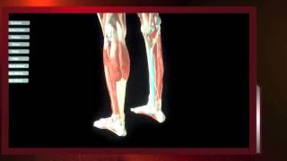 How to Diagnose and Treat SHIN SPLINT PAIN video by Spine amp Sports Chiropractic [upl. by Lledrev448]