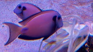 Cheapest food for Surgeonfish ᴴᴰ [upl. by Cicily]